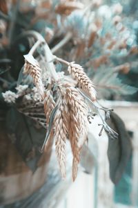 Close-up of dried plant hanging on rope