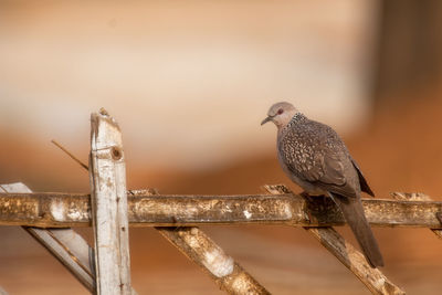 Close-up of bird perching on railing