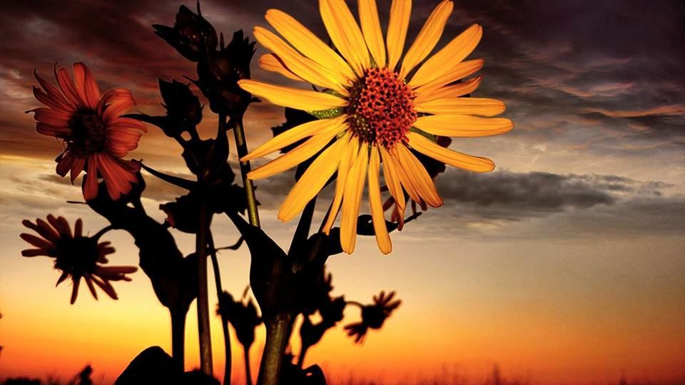 flower, beauty in nature, petal, nature, sunset, flower head, fragility, growth, freshness, plant, cloud - sky, outdoors, yellow, sky, no people, close-up, day, black-eyed susan