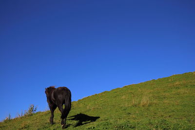 Horse  on field against clear blue sky