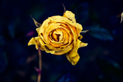 Close-up of wilted rose blooming outdoors