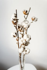 Close-up of white flowering plant