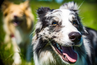 Close-up portrait of a dog looking away