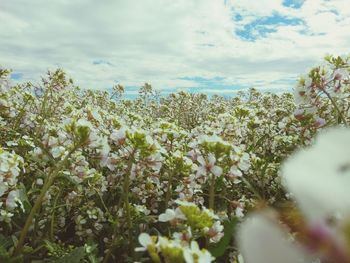 Close-up of flowering plants on field against sky