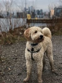 Dog looking away while standing on land