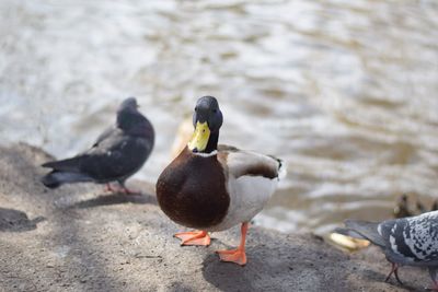 Ducks on the beach