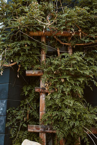 Ivy growing on abandoned building