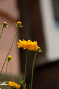 Close-up of yellow flowering plant