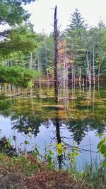 Reflection of trees in lake