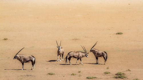 Deer standing on field