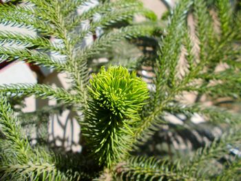 Close-up of leaves on plant