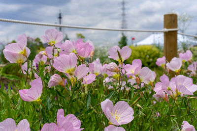 Close-up of pink flowering plants on field