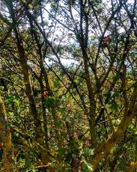 Trees growing against sky