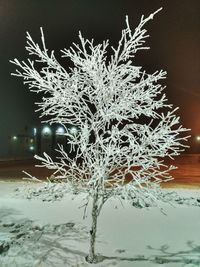 Close-up of frozen tree against sky at night