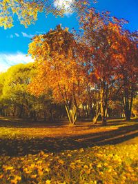 Trees in park during autumn