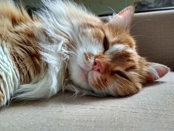 Close-up of cat sleeping