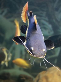 Close-up of fish swimming in sea