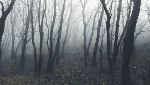 Trees in forest