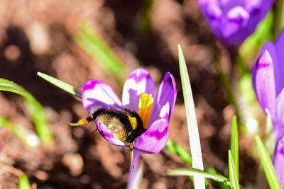 Close-up of butterfly on purple flower