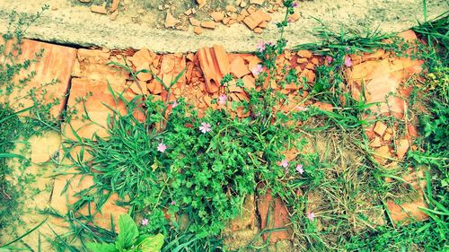 Ivy growing on plant