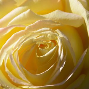 Close-up of yellow rose