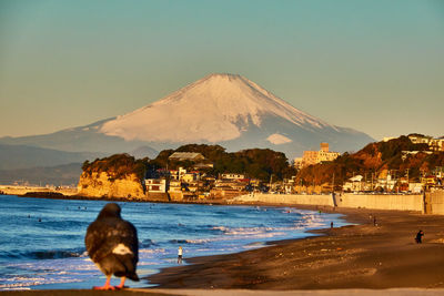 View of pigeon against sea and  snow covered volcano