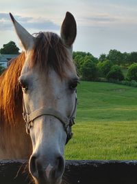 Horse standing alone in field against sky looking at the camera