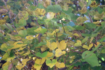 Close-up of leaves on plant