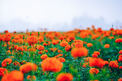 Close-up of flowering plants on field against sky