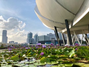 Purple water lilies in city against sky