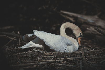 Close-up of bird in nest