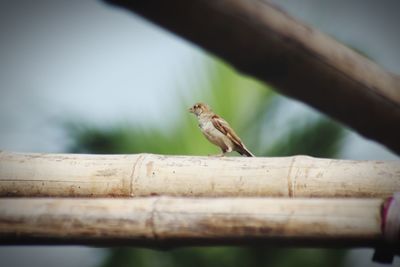 Close-up of lizard on wooden railing