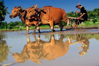 Farmer plowing field with bulls on farm