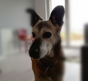 Close-up portrait of a dog at home