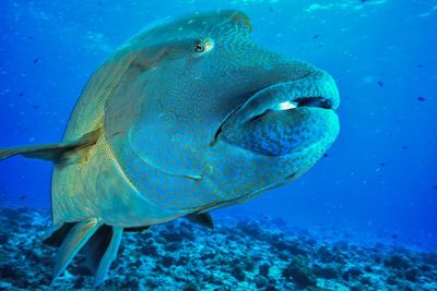 Close-up of humphead wrasse swimming in sea