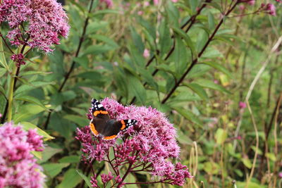 Close-up of butterfly perching on flower