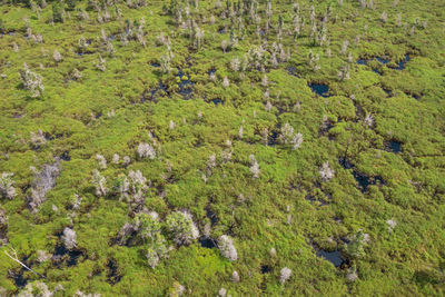 High angle view of green plants on land