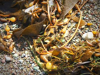 Close-up high angle view of crab on beach