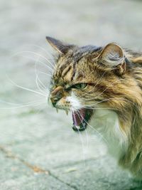 Close-up of angry cat on footpath