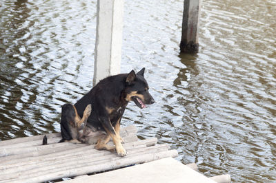 High angle view of black dog scratching on jetty over lake