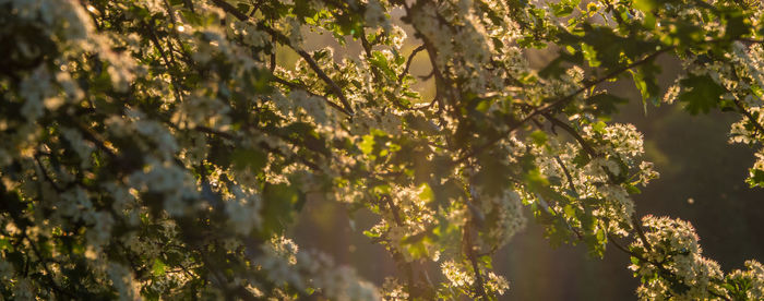 Close-up of flowering plants on land
