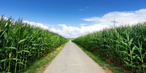 Dirt road amidst agricultural field against sky