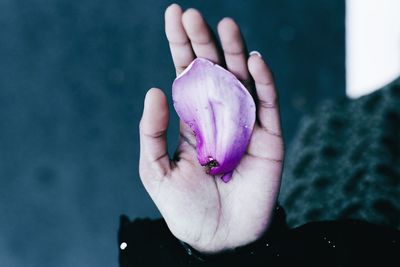 Cropped hand of person holding purple petal