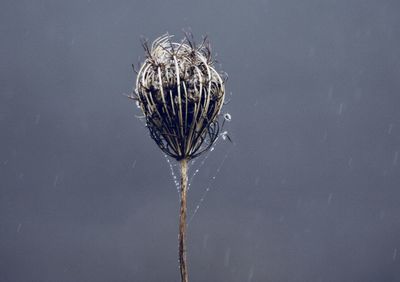 Close-up of jellyfish in water