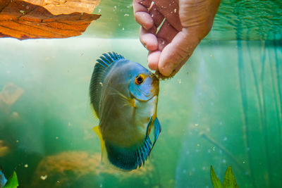 Close-up of hand holding fish in sea