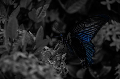 Close-up of butterfly pollinating flower