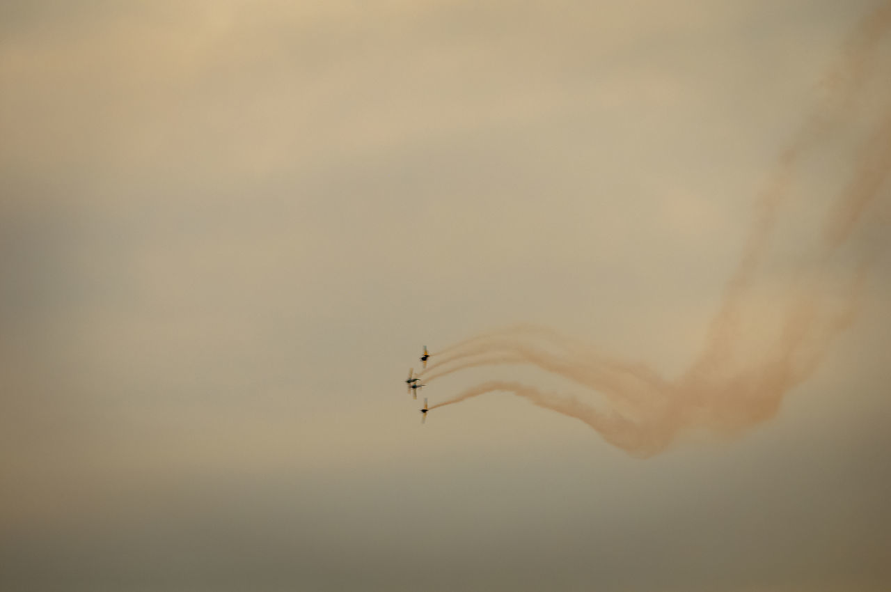 LOW ANGLE VIEW OF A BIRD FLYING