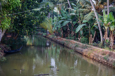 Reflection of palm trees in water