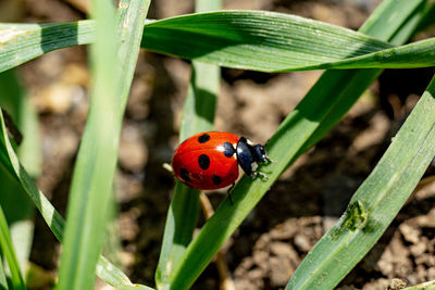 Close-up of ladybug on plant