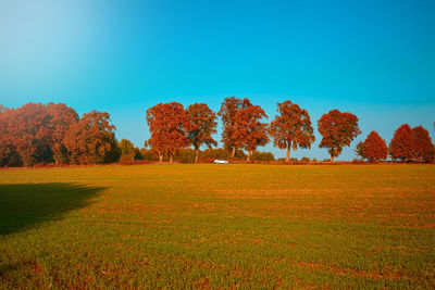 Trees on field against clear blue sky